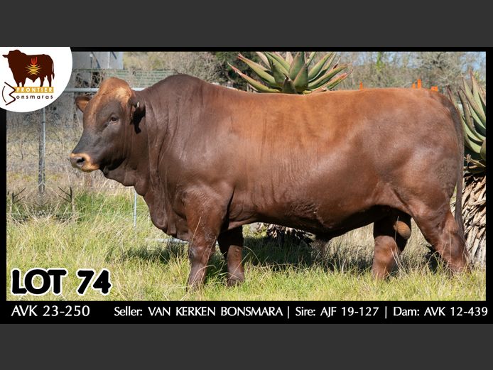 AVK 230250 | VAN KERKEN BONSMARA