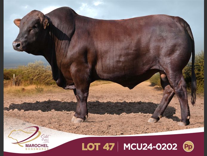 MCU240202 Pp(c)