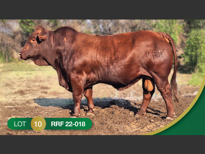 RRF220018 | CULMPINE BONSMARAS