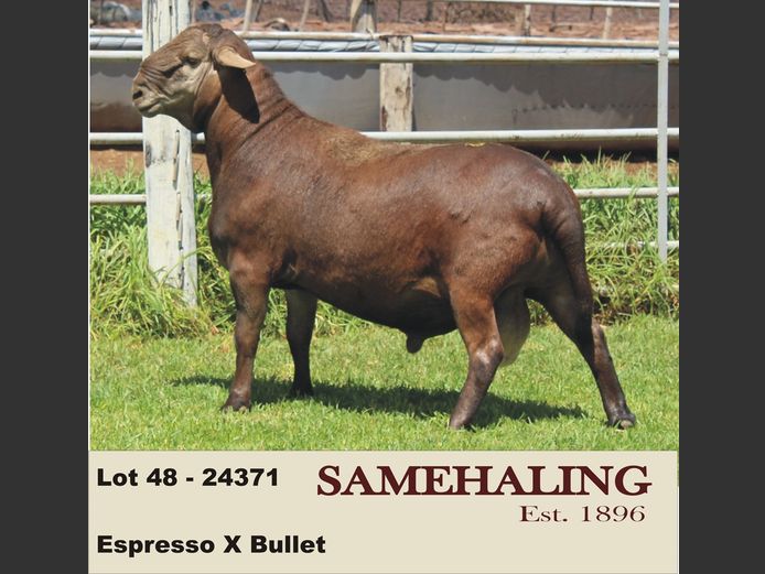24371-SAM | SAMEHALING MEATMASTERS