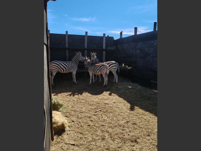ZEBRA