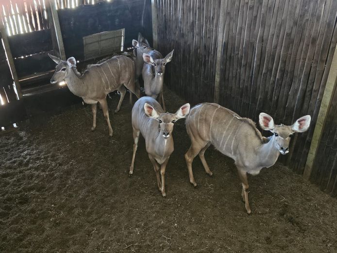 KUDU | RHINO