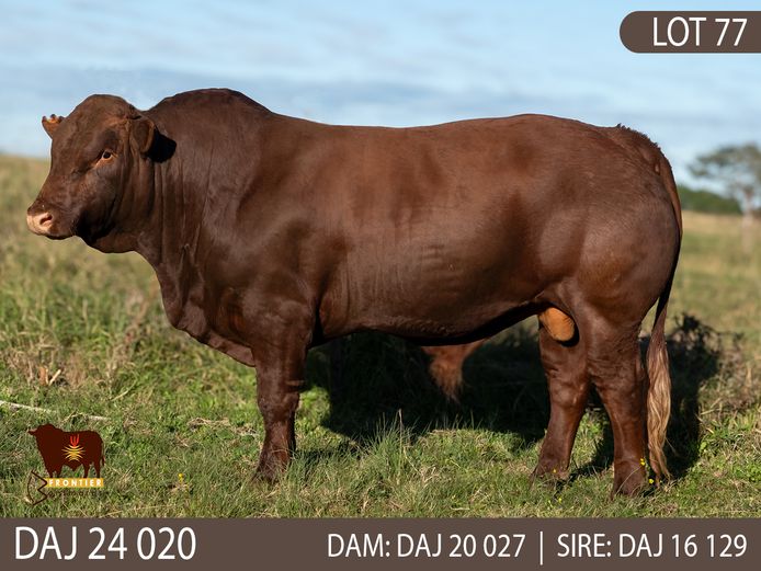 DAJ 240020 | J.D. STIRK