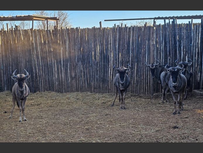 BLUE WILDEBEEST | ZEBULA