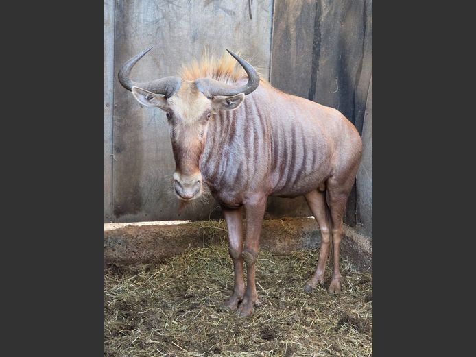 GOUE WILDEBEES (no vat) | IMBABALA