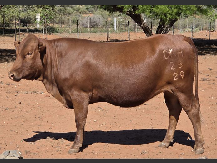 DKH 230029 | DONKERHOEK BOERDERY TRUST