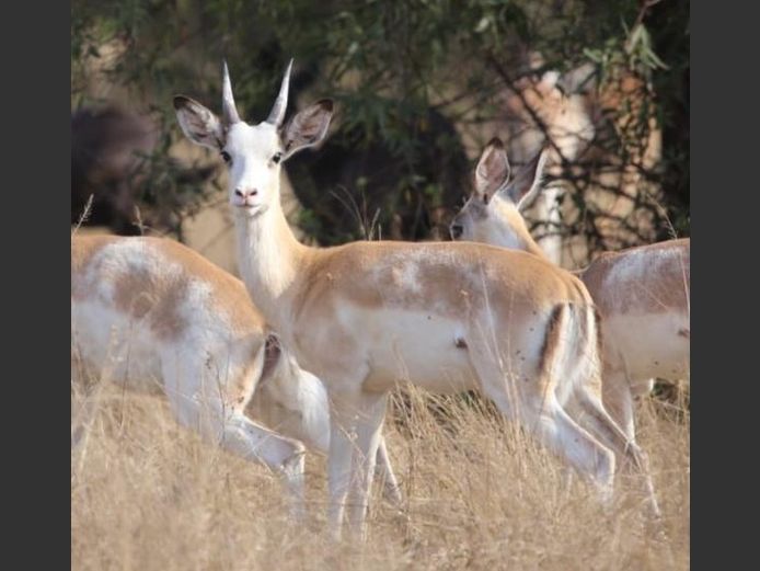 WHITE FLANKED IMPALA | HFX GAME BREEDERS