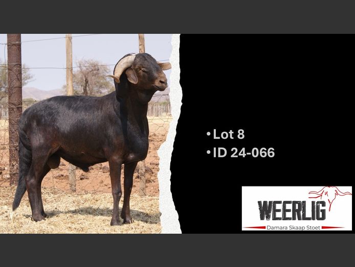 24-066 | WEERLIG DAMARA SKAAP STOET