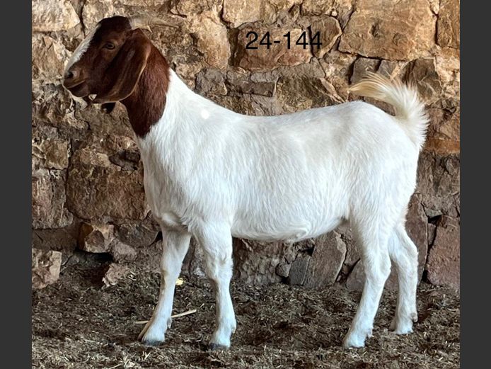 24144 | Chippie Poultney