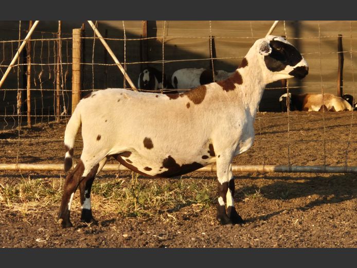 Vellie 1 | Vellies Boerdery