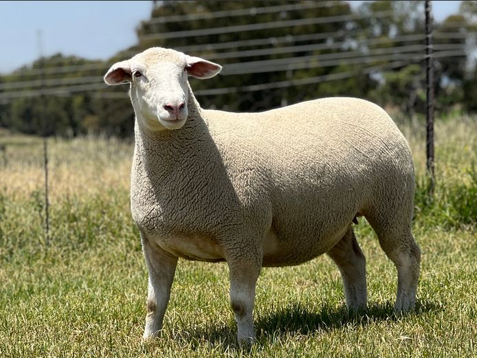 JB240070 | J.A BARNARD