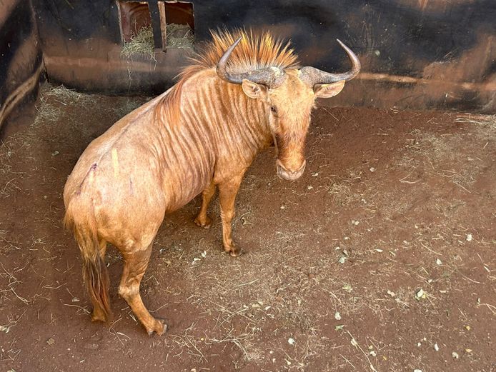 GOUE WILDEBEES
