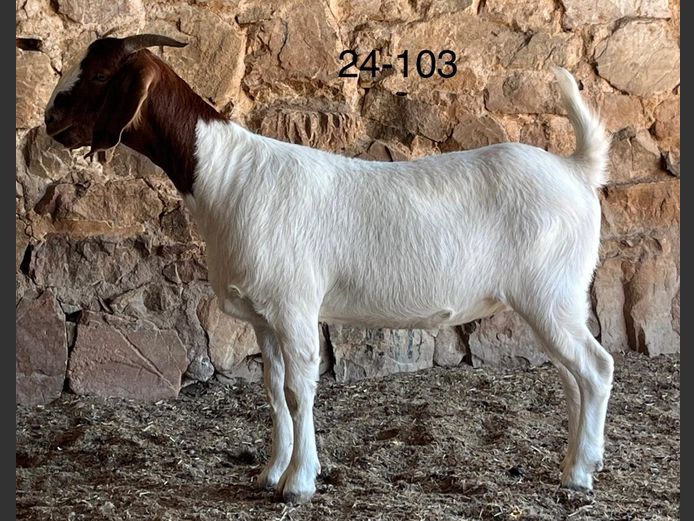 24103 | Chippie Poultney