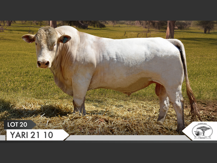 YARI 210010 | YARI STUD