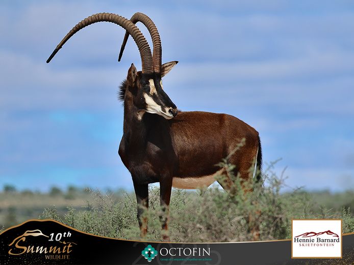 52 3/8" Sable bull "Tuscan"	