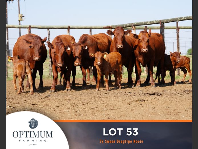 Commercial Animals | OPTIMUM FARMING M WIPPLINGER