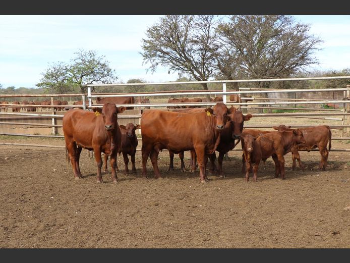 Commercial Animals | JP DU PREEZ