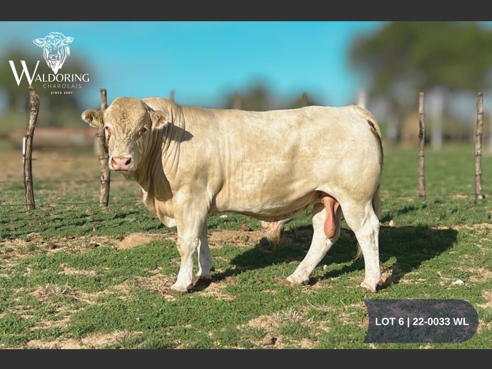 22-0033WL | WALDORING CHAROLAIS