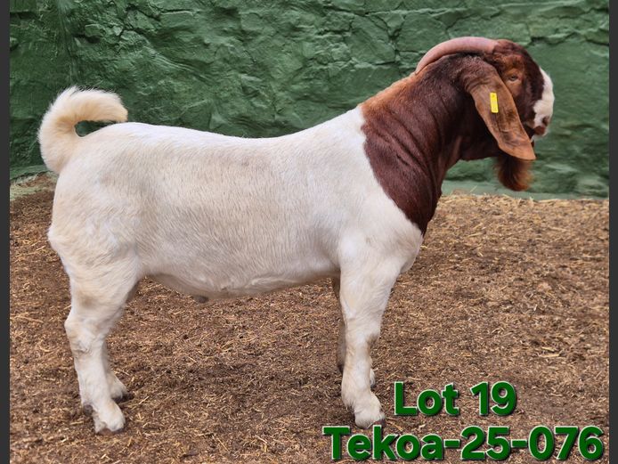1673 250076 | Tekoa Boerbokstoet