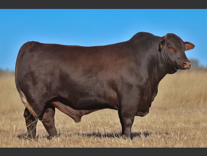 VV  220182 | T. DE JAGER