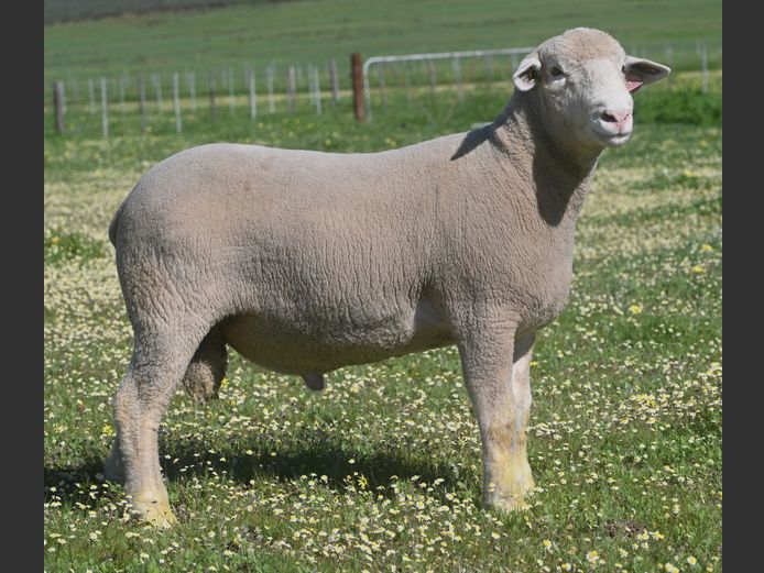 VS 250351 | VREDESIG FORBES