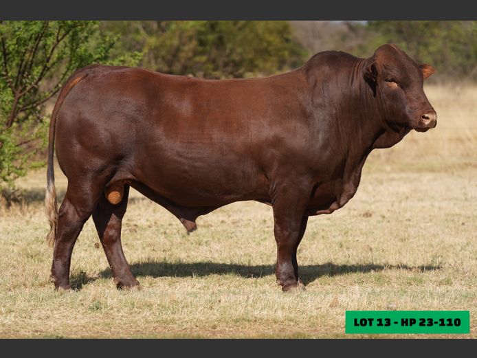 HP230110 | LEONLIZA BONSMARAS