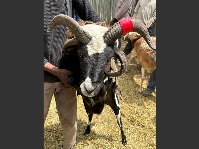 Vier Horing Skaap Ram