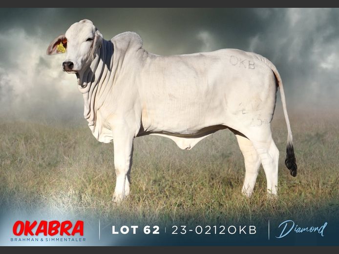 23-0212 OKB | OKABRA BRAHMAN