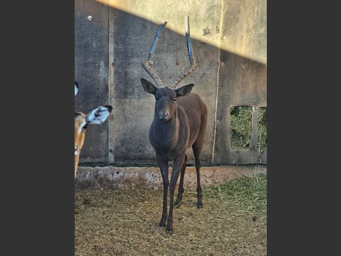 BLACK IMPALA | J. MöLLER