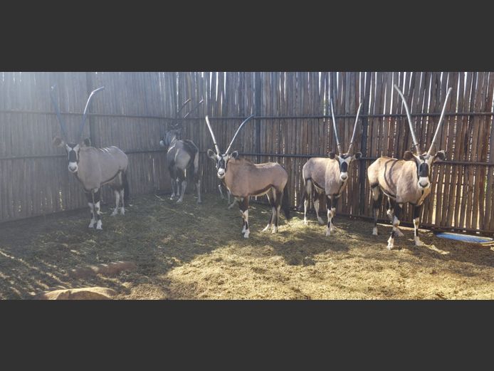 GEMSBOK | HANLEY