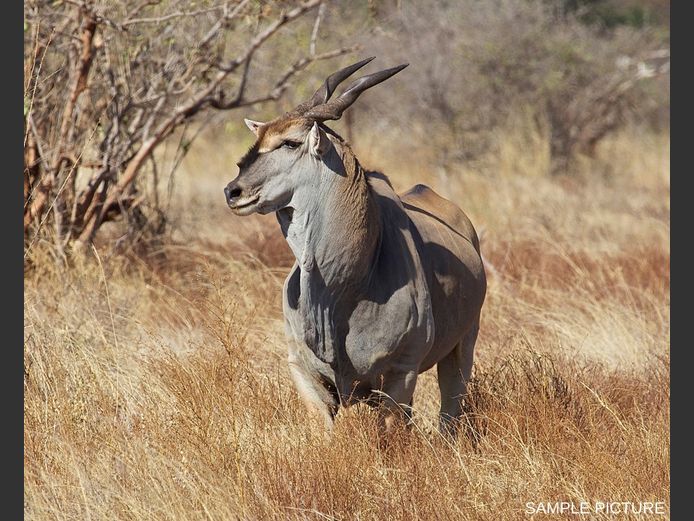 ELAND | GOLDEN GAME WILDLIFE