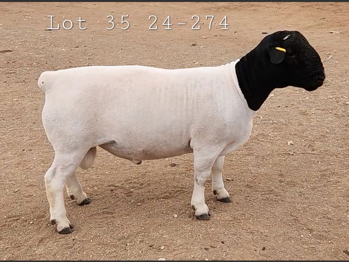24 274 | Ray van den Berg