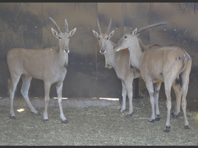 Eland | Steyl Wild