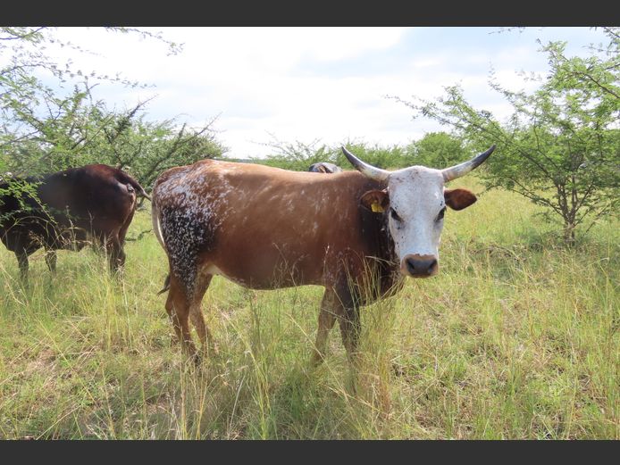 Commercial Animals | MATLA (O.T. Jannasch)