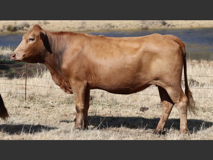 HBH 200064 | CLARK CATTLE COMPANY PTY LTD