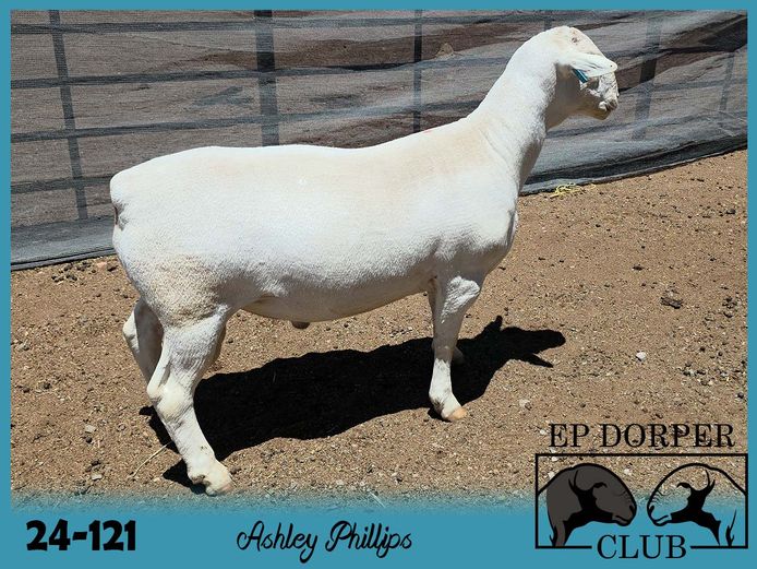 24-121 | ***Ashley Phillips