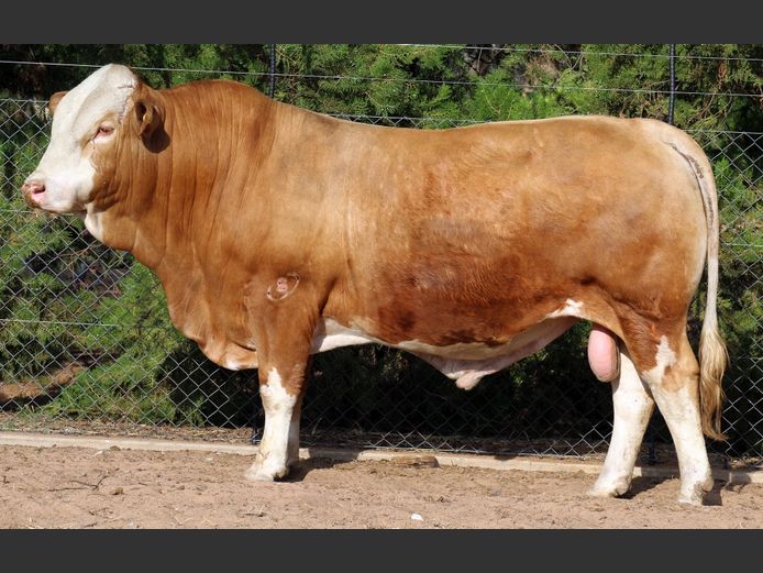 ARC22501 | EXITO SIMBRA