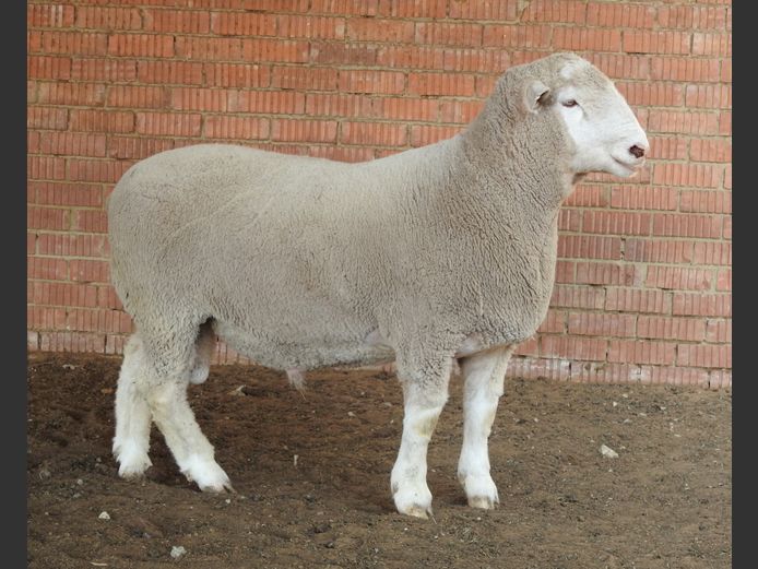 K 24 0070 | KASSIE BOERDERY BOERDERY