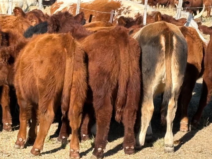 Intact Bull Calves | G.H. Odendaal