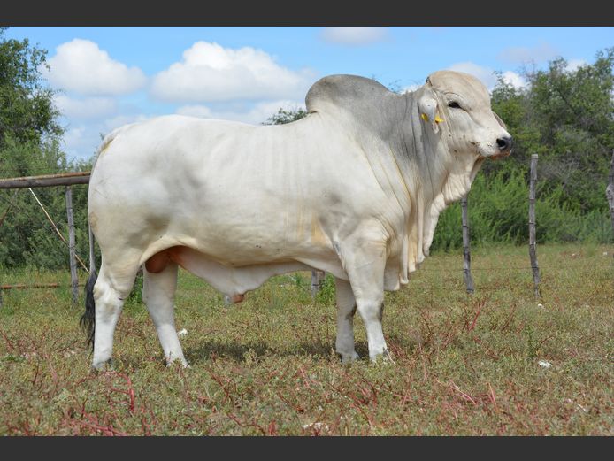 22-0224FK | WANETTA BRAHMANE