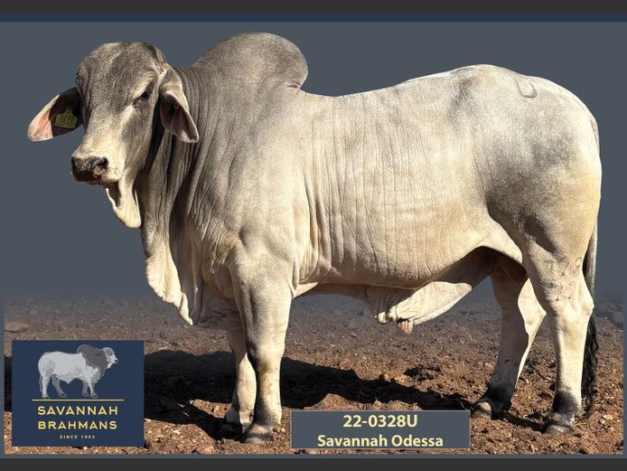 22-0328U | SAVANNAH BRAHMANS