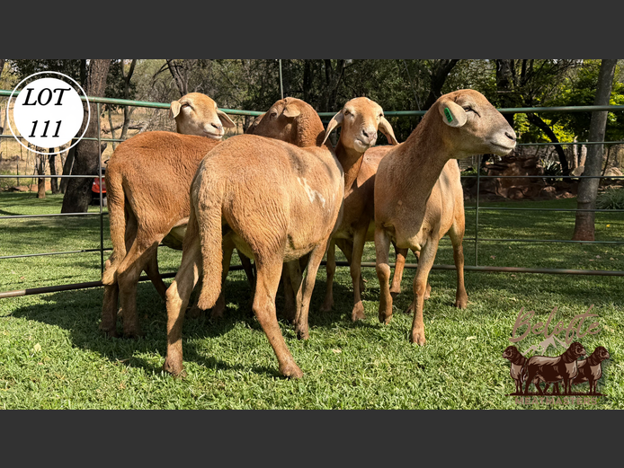 Ewes | Belofte Meatmasters 