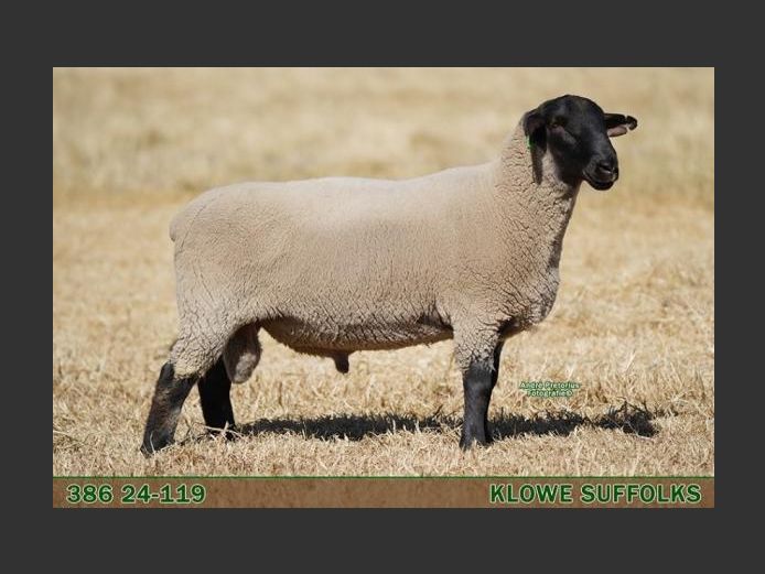 386 240119 | C.J. THERON