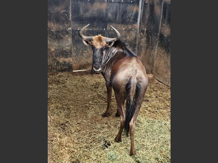 BLUE WILDEBEEST | WATERBERG