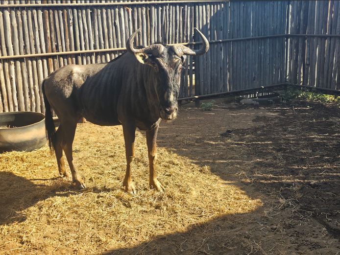 BLOUWILDEBEES | G.J FOURIE