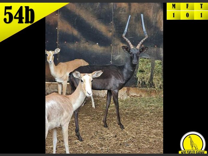 BLACK IMPALA | AMATHANDA