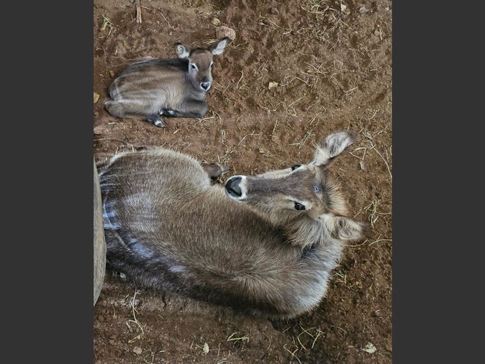 WATERBOK | LEGENDS / ENTABENI