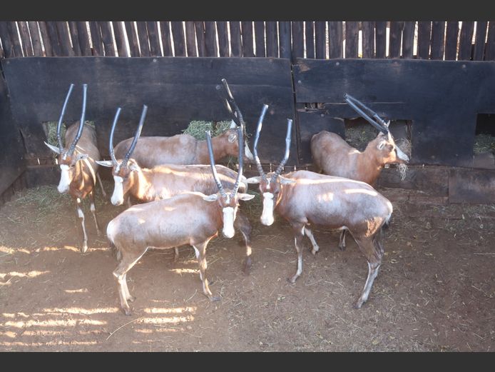 Blesbokke