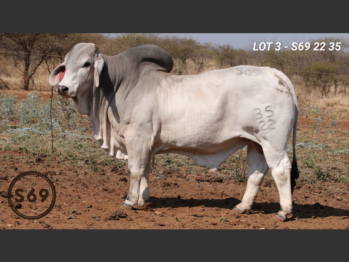 S692235 | JP Sakebelange BK