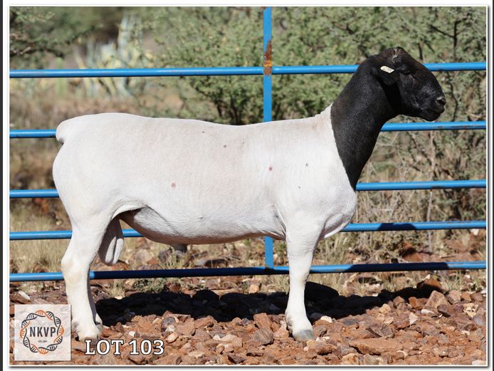 2052 24 0395 | LOUIS VAN RENSBURG, H/A LEEUPUT TRUST